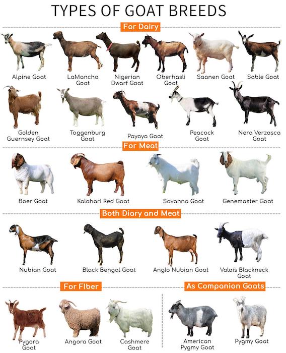 goat_breeds.jpg