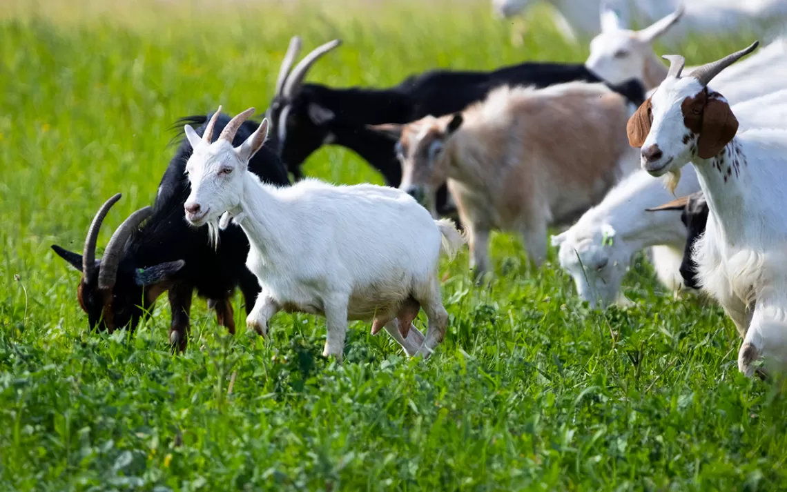goats.webp