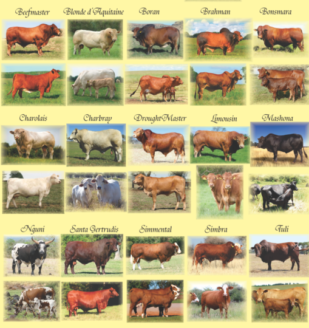Livestock-Breeds-e1693990503830.png